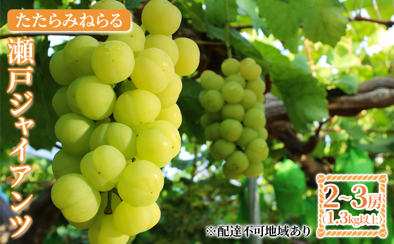 【2026年先行予約】 ぶどう 岡山県産 たたらみねらる 瀬戸ジャイアンツ 1.3kg以上（2房～3房） 《2026年9月中旬-10月中旬頃出荷》 葡萄 ブドウ フルーツ 果物 スイーツ 数量限定 期間限定 岡山 里庄町