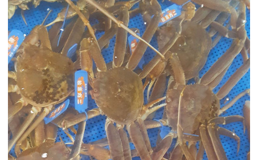 【先行予約】魚新の「山陰沖産ボイル松葉ガニ」大～特大（2～4杯　計3～4kg）＜12月～2月末までのお届け＞【096_1693】
