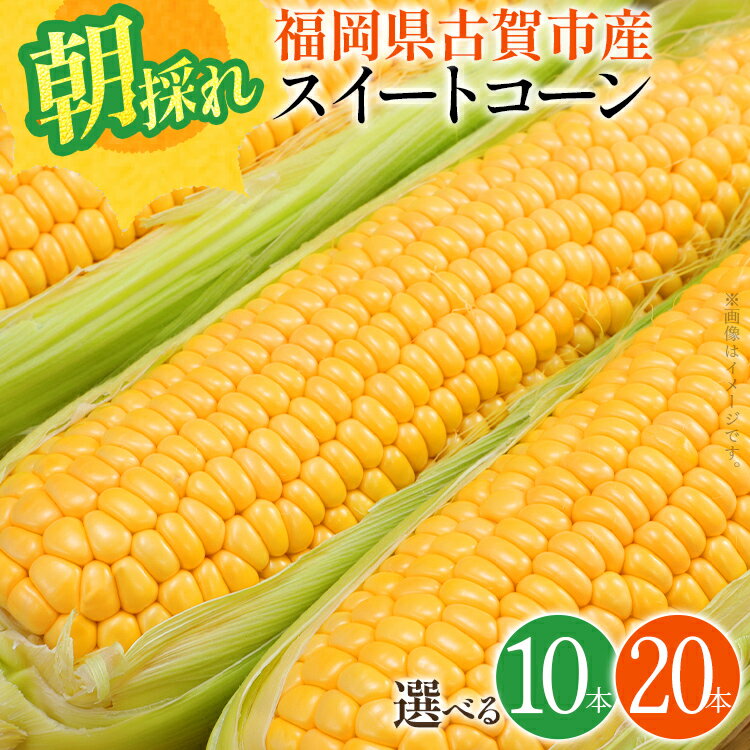 【ふるさと納税】スイートコーン 期間限定 福岡県古賀市産スイートコーン 10本 20本 とうもろこし 朝採り 甘い あまい フルーツ並 生 野菜 旬 九州産 福岡県産 ジューシー トウモロコシ 高糖度 農家直送【6月中下旬～7月上中旬に順次出荷予定】