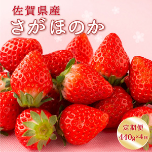 さがほのか 2P×4回定期便（1月～4月発送）