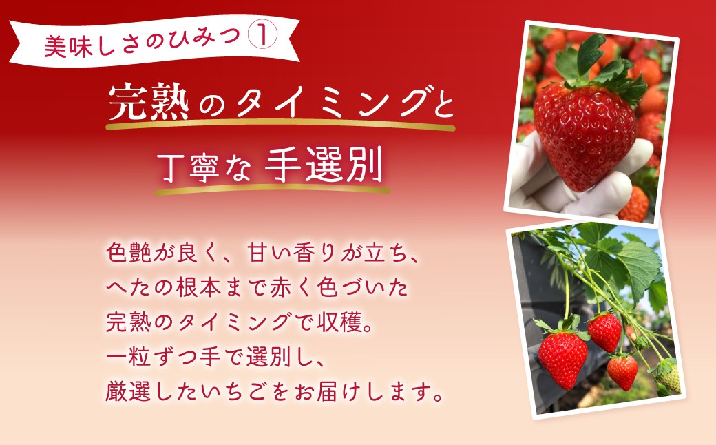 完熟でいちごを収穫し、一粒ずつ丁寧に手で選別しています。