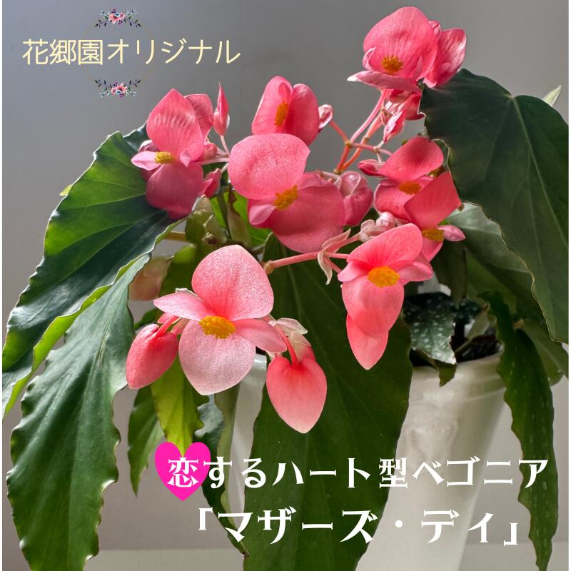 【ふるさと納税】花郷園オリジナル　恋するハート型ベゴニア「マザーズ・ディ」【花・ベゴニア・お花・インテリアプランツ・フラワー】