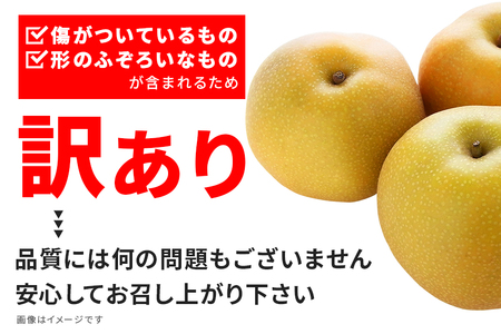 【先行販売/8月中旬から発送】 幸水 梨 ちょっとだけ訳あり 5kg箱 10～16個入 (アカツファーム)  ナシ なし 幸水梨 箱 訳あり 訳アリ 産地 茨城  笠間  完熟 甘い 秋 旬 果物 フ