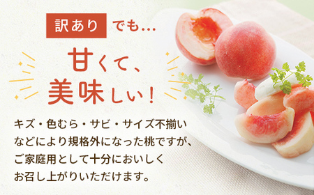 FYN9-731 ≪2026年先行予約≫ ご家庭用 8月発送 山形県産 品種おまかせ 白桃 約3kg(7～13玉) 2026年8月上旬から順次発送 はくとう 桃 もも モモ 果物 くだもの 夏果実 フ