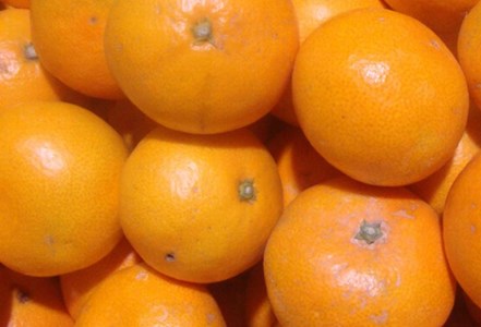 【訳あり】農家直送 有田みかん 約10kg 先行予約 ※2024年11月中旬より順次発送予定（お届け日指定不可） みかん ミカン 和歌山 ご家庭用 サイズ混合 訳ありみかん 温州みかん 【nuk138