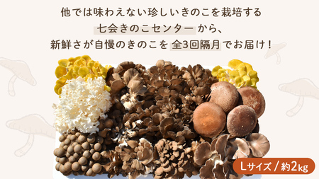 《 全３回 隔月定期便 》 きのこ の 詰め合わせ Lサイズ 約2kg （茨城県共通返礼品 城里町） 定期便 キノコ 舞茸 あわび茸 たもぎ茸 しいたけ 花びら茸 セット 鍋 炒め物 [CX010sa