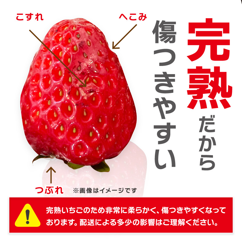 農園直送！完熟イチゴ食べ比べセット2種 6パック《先行予約》2027年1月中旬頃から順次発送予定【配送不可地域：北海道・沖縄・離島】【1225】