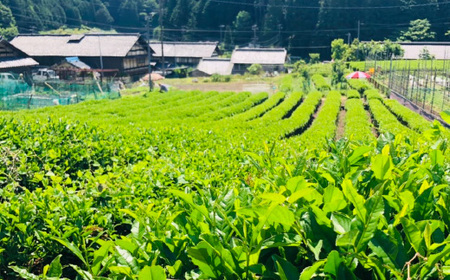 粉末 深炒り 緑茶 50g×5袋 ～日本茶葉100％ パウダー 栽培期間中化学肥料・農薬不使用
