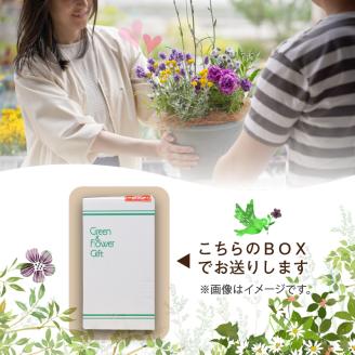 【母の日ギフト】お母さんへのプレゼントに！カーネーション（鉢花） ※お届け不可地域あり【009D-054】
