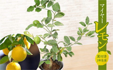 マイヤーレモン 実付き 2年生苗_マイヤーレモン 2年生苗 一般的なレモンより甘め 品種 オレンジ レモン 自然交雑 柑橘類 苗木 レモンの木 家庭菜園 乾燥に強い 生命力旺盛 育てやすい 果樹苗 植物 ガーデニング 鉢植え 果樹 家庭栽培 送料無料_Hf025