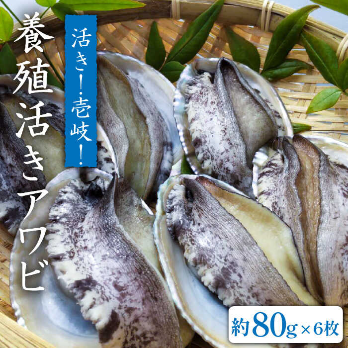 【ふるさと納税】国産養殖アワビ 活き！壱岐！アワビ（約480g） 約80g×6枚 [JDQ002] あわび/鮑/BBQ 21000 21000円 のし プレゼント ギフト 冷蔵配送