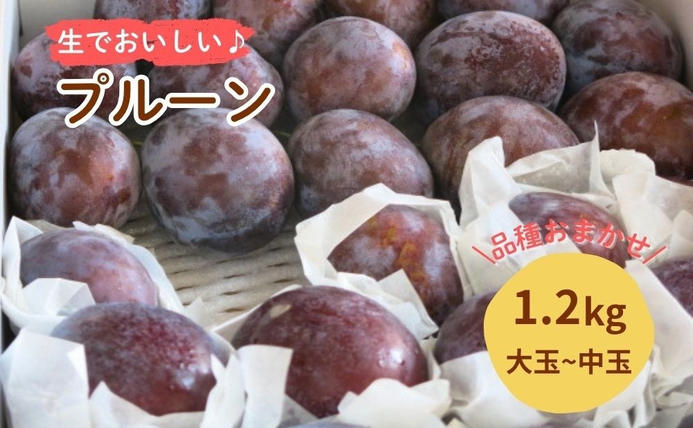
                  プルーン　１.２ｋｇ　大玉～中玉　0075-2605
                