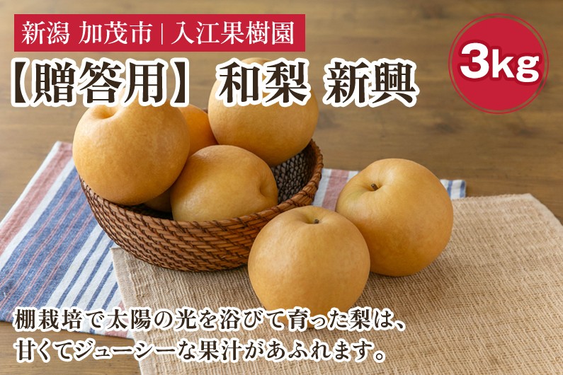 
                  【2026年先行予約】【贈答用】和梨 新興 3kg（5～6玉）《10月中旬～順次出荷》 しんこうなし 果物 フルーツ ナシ 新潟産 加茂市 入江果樹園
                