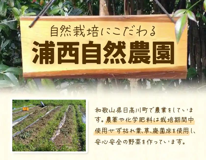 旬 の 夏野菜 セット 3～5種類  浦西自然農園 野菜