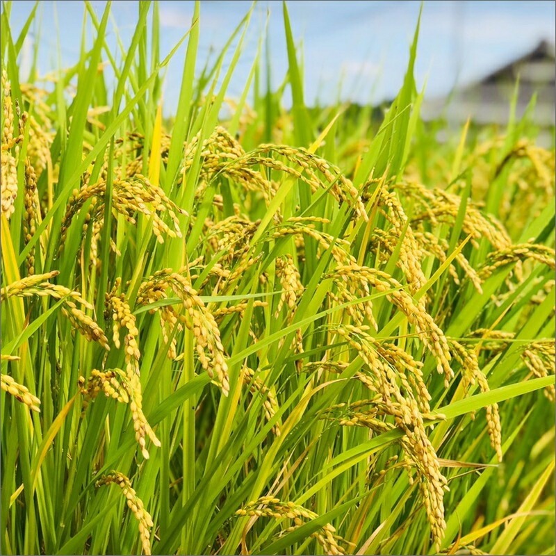 農業姉妹がこだわって栽培！こだわりのお米 白米5kg 1年定期便【024A-012】