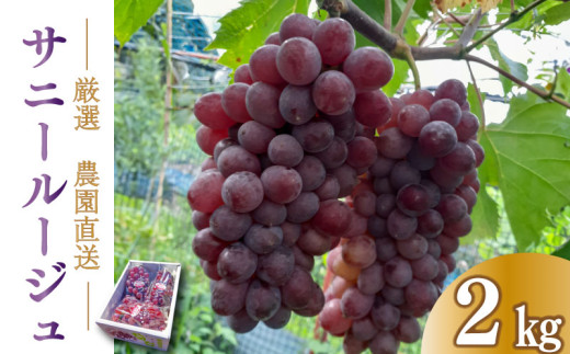 【 先行予約 】 ぶどう サニールージュ 2kg 《 2026年 7月 下旬 ～ 順次発送 》フルーツ ぶどう 葡萄 期間限定 旬 産地直送 農家直送 産直 贈答 家庭用 ギフト 中内農園 ぶどう 直売所 徳島県 阿波市