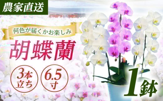 【3本立ち6.5寸】生産農家直送！ 胡蝶蘭 1鉢 洋蘭 蘭 鉢植 花 フラワー 植物 こちょうらん コチョウラン お花 生花 鉢花 鉢 ギフト お祝い お供え コチョウラン こちょうらん 冠婚葬祭 新築 開店 祝 ギフト プレゼント 贈答品 記念日 母の日 贈り物 母の日 誕生日 神奈川 【足柄金太郎洋蘭園】開成町 [BDAB008]