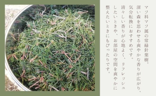 アカマツ精油 | アカマツ 精油  香り 森林浴  天然由来