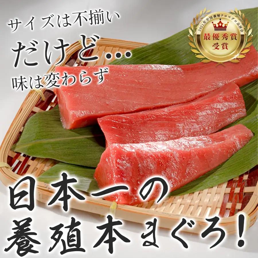 マグロ 訳あり まぐろ 本マグロ 刺身 赤身 300g 養殖 本まぐろ さしみ 刺し身 ネギトロ ねぎとろ 漬け丼 海鮮丼 まぐろたたき 海鮮セット 柵 年末 年始 正月 高知県 大月町