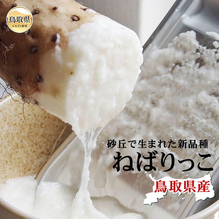 【ふるさと納税】B25-066 （※お歳暮専用※）ねばりっこ【進物用】約2kg（2-3本入） ながいも　長芋 鳥取県産 鳥取県 おすすめ 新品種 とろろ 長芋新品種