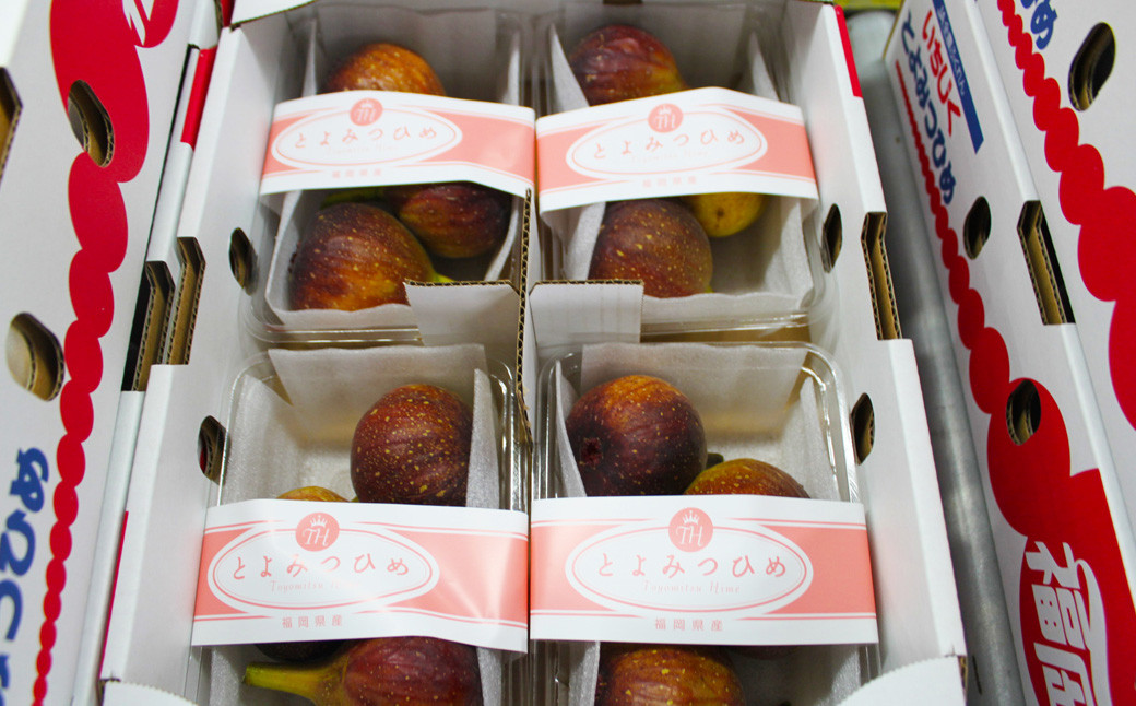 福岡県 ブランド いちじく「博多とよみつひめ」4パック