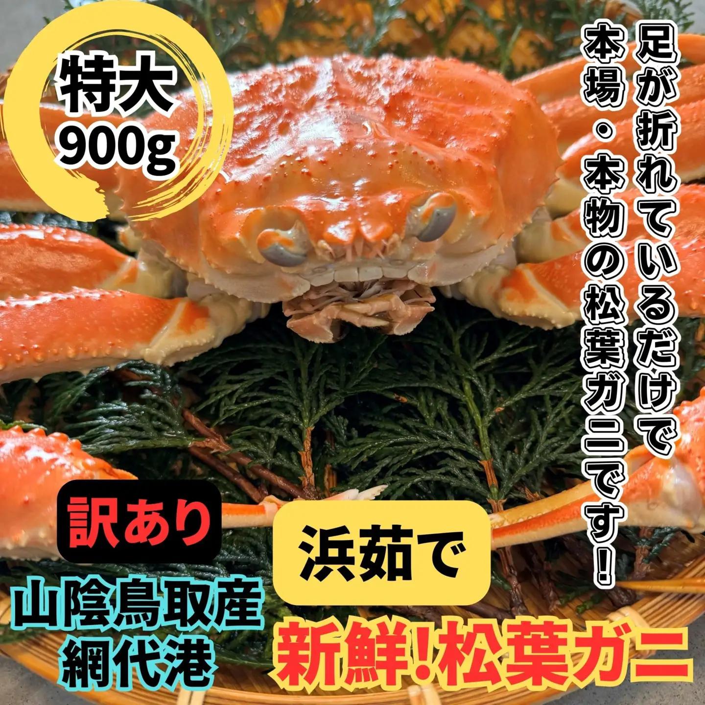 ＜訳あり＞浜茹で！松葉ガニ(特大)900g 1枚 鳥取網代港 岩美 松葉がに ずわいがに かに ※お届けは2026年11月中旬～【さかなや新鮮組】【22096】