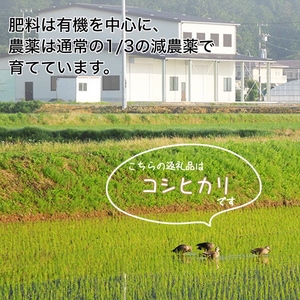米 コシヒカリ 玄米 20kg〈アグリにのうみ〉京都・亀岡産《令和5年産》 京都丹波産 ※着日指定不可※沖縄・北海道・離島お届け不可
