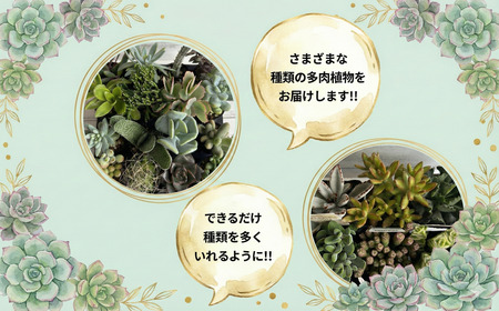 多肉 9センチ ポット おまかせ 6個セット 多肉 植物