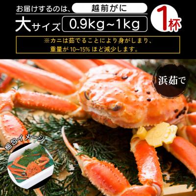 ふるさと納税 越前町 地元鮮魚店厳選 ≪浜茹で≫ 越前がに 大サイズ 1杯【3月発送分】 |  | 03