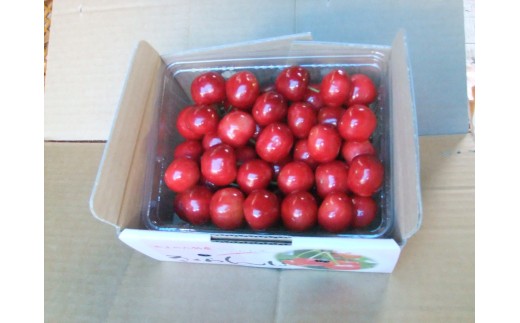 さくらんぼ（佐藤錦か紅秀峰）５００ｇ　秀品　0030-2602