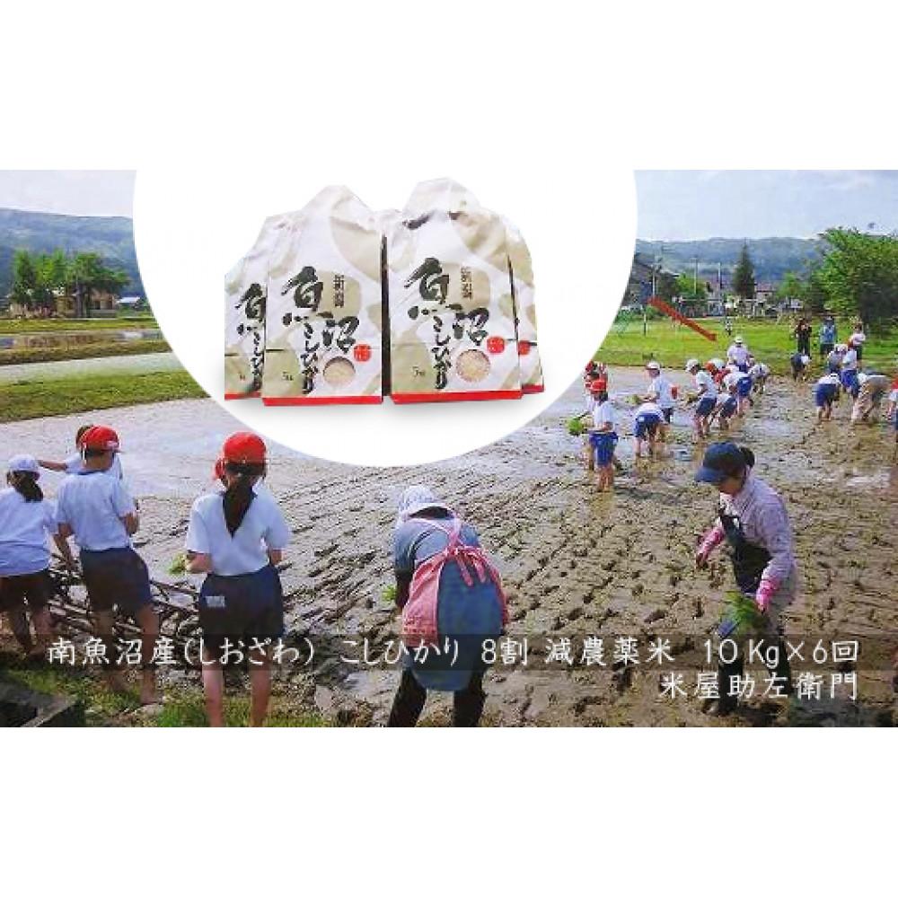 【ふるさと納税】【定期便　令和7年産新米予約】【5/31までの受付】南魚沼産（しおざわ）こしひかり8割減農薬米10Kg×6回【2025年9月中旬より順次発送予定】 | お米 こめ 白米 コシヒカリ 食品 人気 おすすめ 送料無料 魚沼 南魚沼 南魚沼市 新潟県産 新潟県 精米 産直