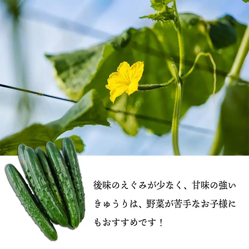 【先行受付10月収穫分】宮崎県高原町産きゅうり5kg（45～60本）　[国産 九州産 サラダ お料理 ワンストップオンライン 10000円]  TF0906-P00082