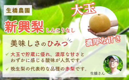 梨 新興梨 5kg（生橋農園）鳥取県産 