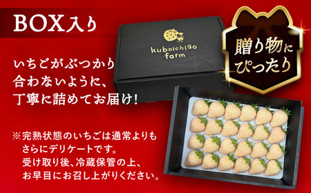 【先行予約】 ＼毎年1月より順次発送／ 白いちご　White Fairy 24粒 果物 いちご フルーツ 愛西市 / くぼ苺農園 【配達不可：北海道・沖縄・離島】[AECJ018]