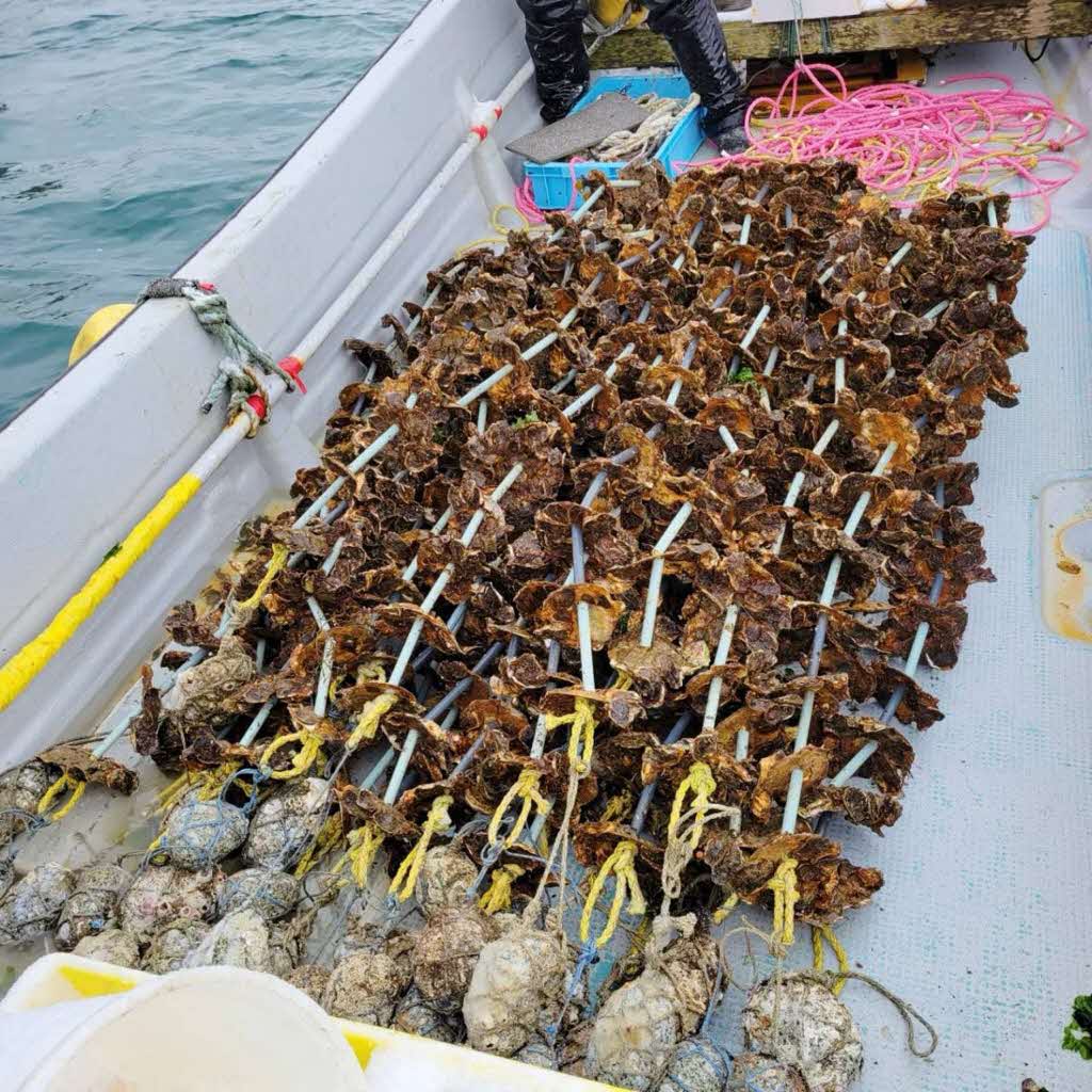 【先行予約 2025年7月20日より発送】奥尻島産養殖岩ガキ【Sサイズ】殻付き　30個入り（加熱食用）～豊かな海が育てた海の宝石～ OKUY005