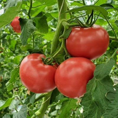 【2027年2月中旬から順次発送】甘みが凝縮したフルーツトマト4.0kg(30玉～35玉)