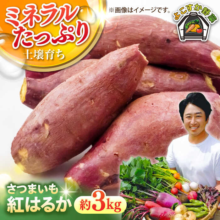 【ふるさと納税】【先行予約】さつまいも　紅はるか　約3kg（10月〜12月）【鈴也ファーム】[AKCE024]