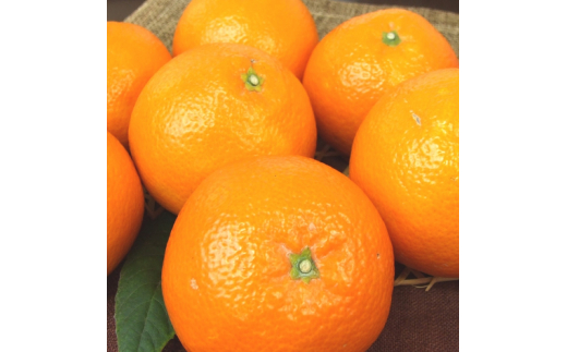 伊予柑(いよかん) 約5kg/サイズおまかせ　※2026年1月中旬～2026年2月中旬頃に順次発送予定(お届け日指定不可)　紀伊国屋文左衛門本舗【sgtb441B】