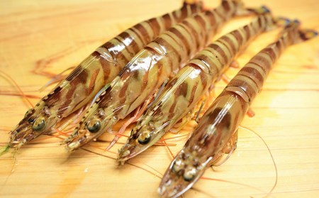 【訳アリ】活き〆急速冷凍車エビ（生食可・約1800g）【先行受付】- 2025年8月より順次発送 海老 車えび 車海老 冷凍 生エビ 国産 養殖 えび天 エビフライ 塩焼き 人気 沖縄県 八重瀬町