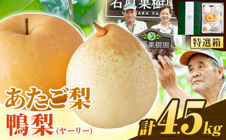 【先行予約】あたご梨 2～3玉 鴨梨3～7玉 約4.5kg 石原果樹園《11月中旬-12月下旬頃より発送予定》｜梨