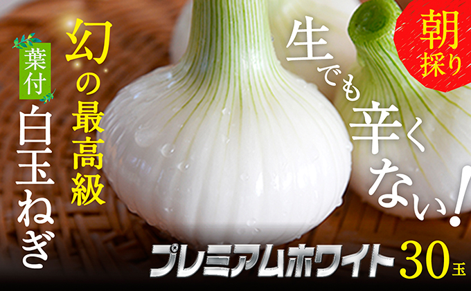 浜松篠原産【葉付新白玉ねぎ】プレミアムホワイト30玉【A