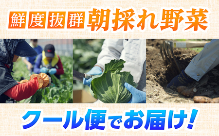 定期便 土佐の太陽をいっぱいに浴びた旬の野菜セット小 (6回配送) / 野菜 やさい 定期便 6回 セット 詰め合わせ 朝採れ 新鮮 旬 無農薬 レシピ 冷蔵 高知 土佐 【土佐野菜】 [ATBA00