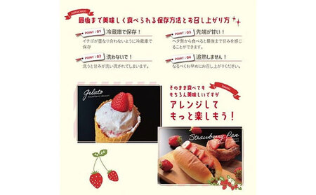 紅白いちご2品種食べ比べセット 400g　いちご
