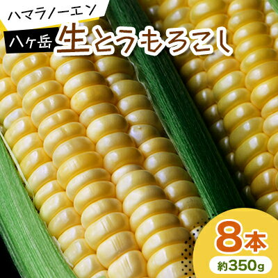 【ふるさと納税】【先行予約】八ヶ岳生とうもろこし 約350g×8本　〈2025年7月下旬～9月下旬発送予定〉 とうもとこし 朝採れ 新鮮 長野県 八ヶ岳 甘い トウモロコシ【配送不可地域：離島】【1574950】
