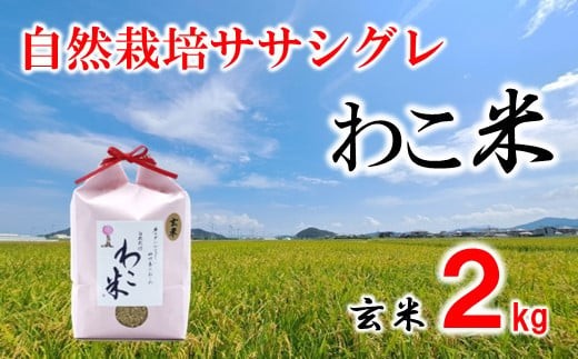 玄米 2kg ササシグレ 自然栽培 幻 お米 自然栽培米 令和8年産 数量限定 石川県産 米 環境 こだわり 1袋 ささしぐれ 2026 年産 R8 年産 米 おこめ ご飯 幻 の お米 わこ米 米 コシヒカリ より あっさり 高アミロース 米 自然栽培米 甘み 送料無料 石川県 石川 羽咋 能登 トキ 放鳥 朱鷺 石川 自然栽培 復興支援 災害支援 応援 健康 ふるさと納税