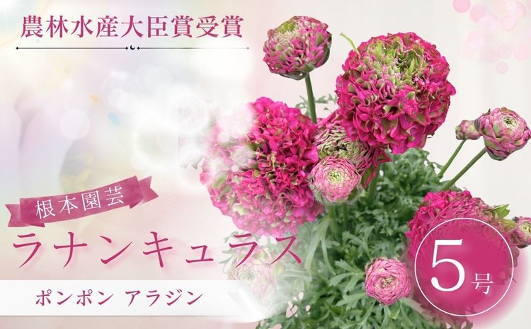 【先行予約】ラナンキュラス ポンポン アラジン 5号 赤系 | 花ギフト 花苗 鉢植え aj017-aa
