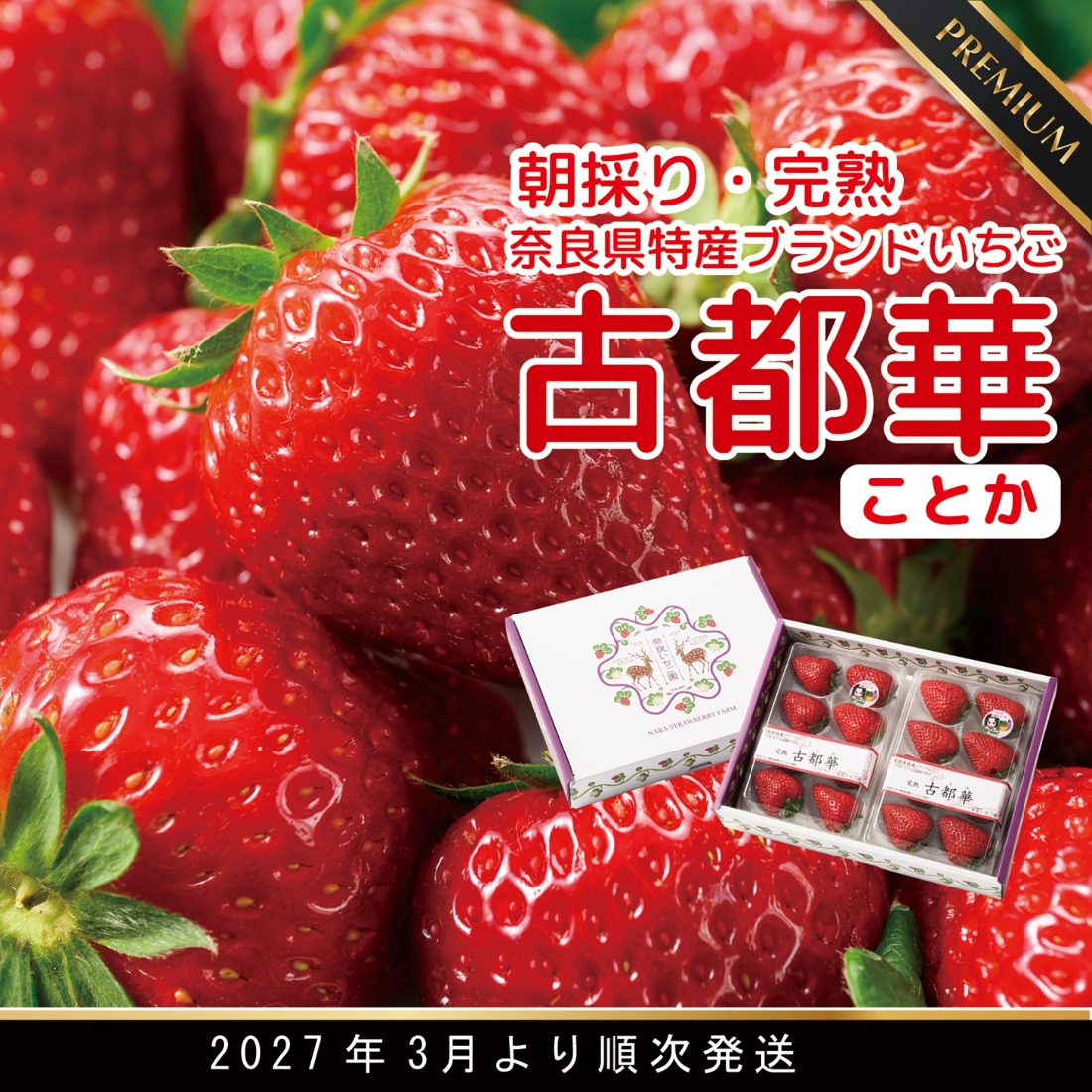 朝採り 完熟 3月より順次発送奈良県特産 朝採り高級ブランドいちご「古都華」 // いちご イチゴ 古都華 フルーツ 果物 旬 限定  ブランド 朝採り 完熟 いちご ことか イチゴ 先行予約 古都華 数量限定 古都華 甘い 先行受付 予約