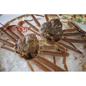 【 訳アリ 松葉ガニ 】松葉ガニの本場 鳥取県産 ボイル  800g 2～3人前 松葉ガニ ズワイガニ カニ