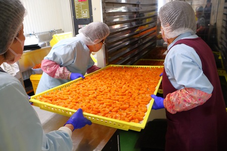 あんず ドライフルーツ 信州産 干熟 ドライ あんず 100g×3袋 ｜ あんず あんず あんず あんず あんず あんず