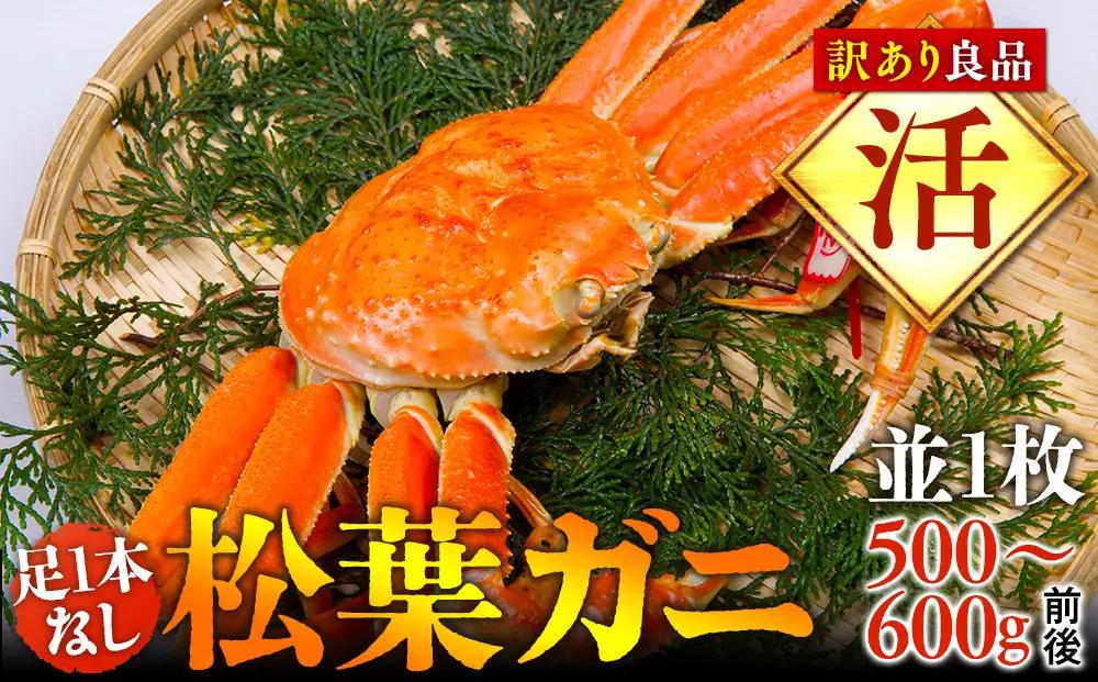 【活】足1本なし 訳あり 松葉ガニ 並1枚（500～600g前後）【着日指定不可】※2026年11月上旬～2027年3月下旬頃に順次発送予定 松葉ガニ